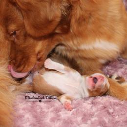 Nova Scotia Duck Tolling Retriever Puppies from Meadowlark Tollers