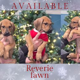 Reverie - Fawn female Great Dane puppy in Roseau, Minnesota from UNDAD'S KENNELS