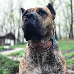 Grimm - Perro de Presa Canario