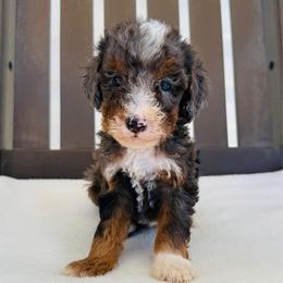 Cash - Merle male Goldendoodle puppy in Auburn, Indiana from Martin’s Doodles