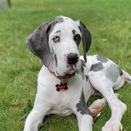 Great Danes from Limestone Farm Danes