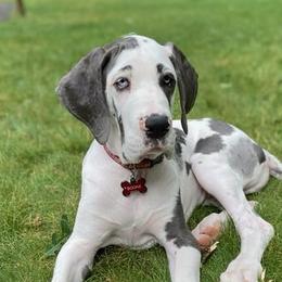 Great Danes from Limestone Farm Danes