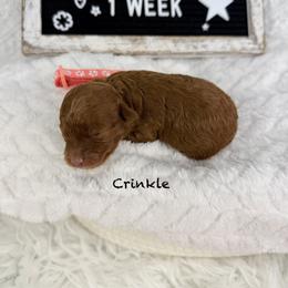 Crinkle - Red  female Poodle puppy in Florida from Adorable Toy-Miniature Poodles