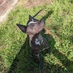 Tuli - Xoloitzcuintli