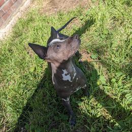 Tuli - Xoloitzcuintli