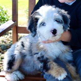 Willow-BLUE EYE - Blue merle female Bernedoodle puppy in Apple Creek, Ohio from Cuddle Paws