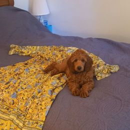 Poodle Puppies from Moyen Majestic Embrace