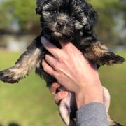 Lowchen Puppies from Willowcreek Kennels