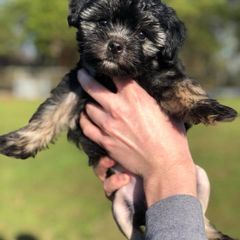 Lowchen Puppies from Willowcreek Kennels