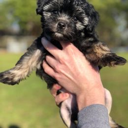 Lowchen Puppies from Willowcreek Kennels