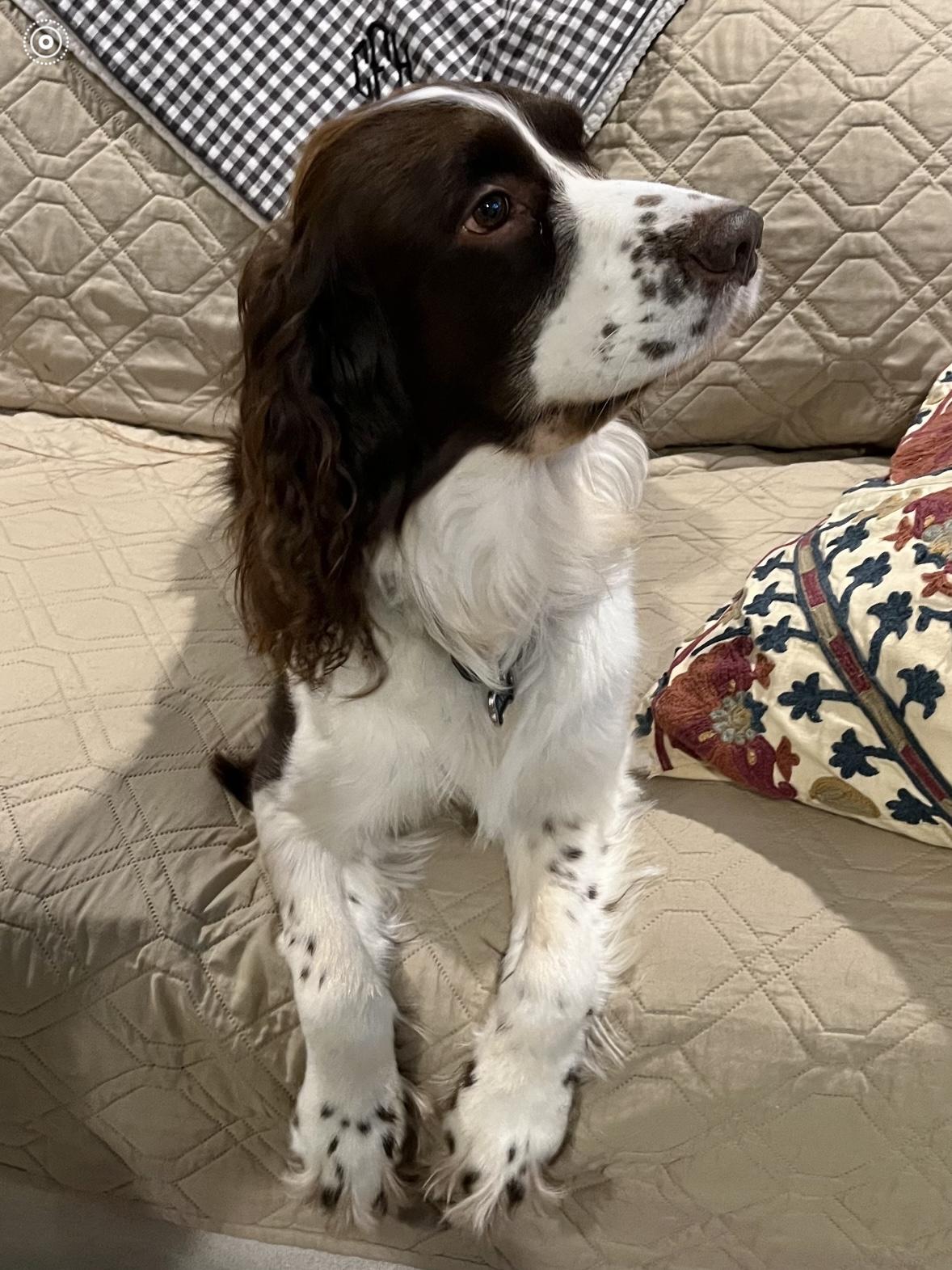 Axel