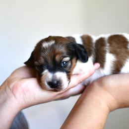 Pumpkin pie - Piebald female Dachshund puppy in Youngstown, Florida from Paradox Dachshunds
