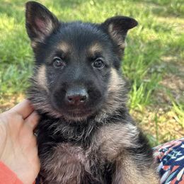 German Shepherd Puppies from Austin’s German Shepherd’s