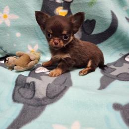 Girl 3 - Chocolate and tan female Chihuahua puppy in Richmond, Virginia from Breens