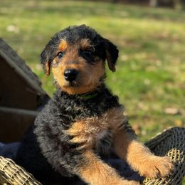Maxine - Black and tan Airedale Terrier puppy in Mooresville, North Carolina from Farm 55
