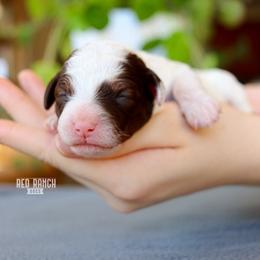 Lux - Brown and white female Bernedoodle puppy in Salado, Texas from Red Ranch Dogs