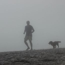 Australian Shepherd and Miniature Australian Shepherd Puppies from Integrity Aussies Tx