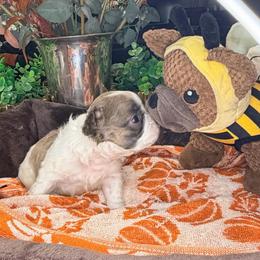 Blaze - Tricolors male French Bulldog puppy in Peoria, Arizona from A Quality French Bulldogs AZ