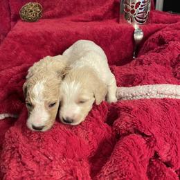 Snowball - Parti female Goldendoodle puppy in St Johns, Florida from Nini's Poodles and Doodles of St. Johns Co.
