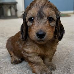 Flint - Red male Dachshund puppy in Edmond, Oklahoma from Mini Browne Dachshunds