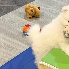 American Eskimo Dogs from Highland American Eskimo Dogs