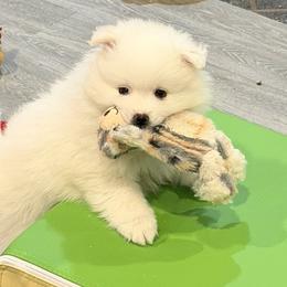 American Eskimo Dogs from Highland American Eskimo Dogs