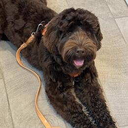 Finn - Australian Labradoodle