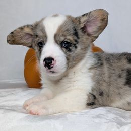 Merle aka Blue - Blue merle and white male American Corgi puppy in Clarksville, Tennessee from Cold Creek Family Farm LLC