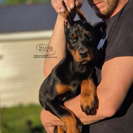 Marley - Black and rust female Doberman Pinscher puppy in China Township, Michigan from Snell's Superior Kennel Dobermann & GSP
