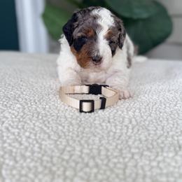 Brown - Tri-color female Bernedoodle puppy in Charleston, South Carolina from Palm Belle Doodles
