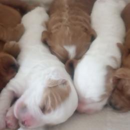 Cockapoos from Janet Campbell
