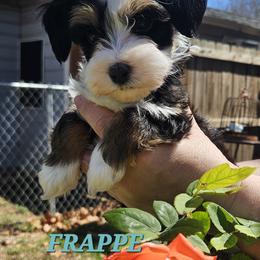 Boy 2 - Merle male Bernedoodle puppy in Schertz, Texas from Kat's Teddydoodles