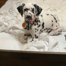 Dalmatians from Solomon’s Dalmatians of South Georgia