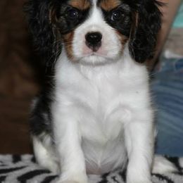 Biewer Terriers and Cavalier King Charles Spaniels from Melt My Heart Cavaliers and Behold! Biewers Terriers