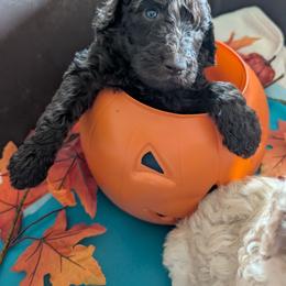 Rosie - Brown female Poodle puppy in Edgefield, South Carolina from Bettna standard poodle