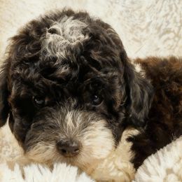 Tux - Parti male Poodle puppy in Queens, New York from The 2 Musketeers_Cockapoos