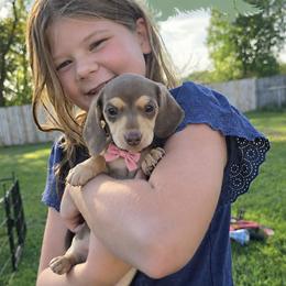 Abbie - Chocolate and cream female Dachshund puppy in Elk River, Minnesota from Darling Doxies