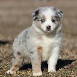 Opal - Blue merle female Australian Shepherd puppy in Quapaw, Oklahoma from Rocky Hill Aussies