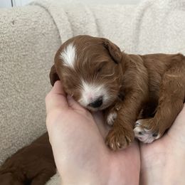 Goldendoodle Puppies from Goosehill Doodles