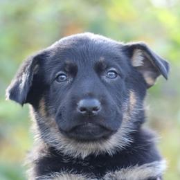 Frederika - Bi-color female German Shepherd puppy in Augusta, West Virginia from Cricket Hollow Canines