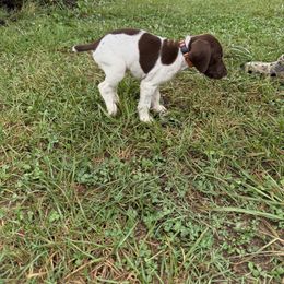 German Shorthaired Pointer Puppies from Rustic Creek Farms