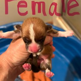 Girl 1 - Red female Pembroke Welsh Corgi puppy in Wellfleet, Nebraska from RK Corgis