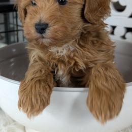 Rosco - Red male Havapoo puppy in Burlington, Iowa from River View Puppies