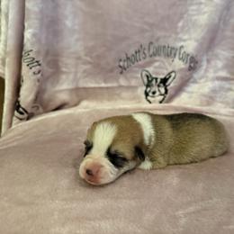 Girl 1 - Sable female Pembroke Welsh Corgi puppy in Brackettville, Texas from Schott’s Country Corgis