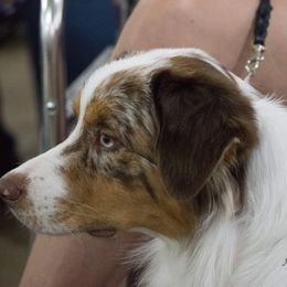 Australian Shepherd Puppies from Imagine Australian Shepherds
