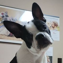 Juniper - Boston Terrier