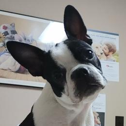 Juniper - Boston Terrier