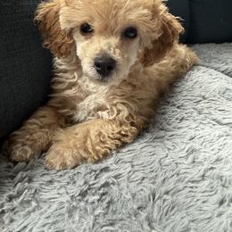Peanut - Apricot male Poodle puppy in Kingwood, Texas from Cedar Falls Toy Poodles
