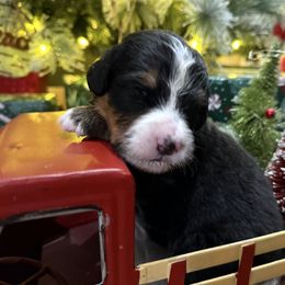 French Silk Pie - Tri-color female Bernese Mountain Dog puppy in Gardner, Kansas from Faith and Family Farm