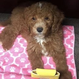 Goldendoodles from Sophie June’s Doodles